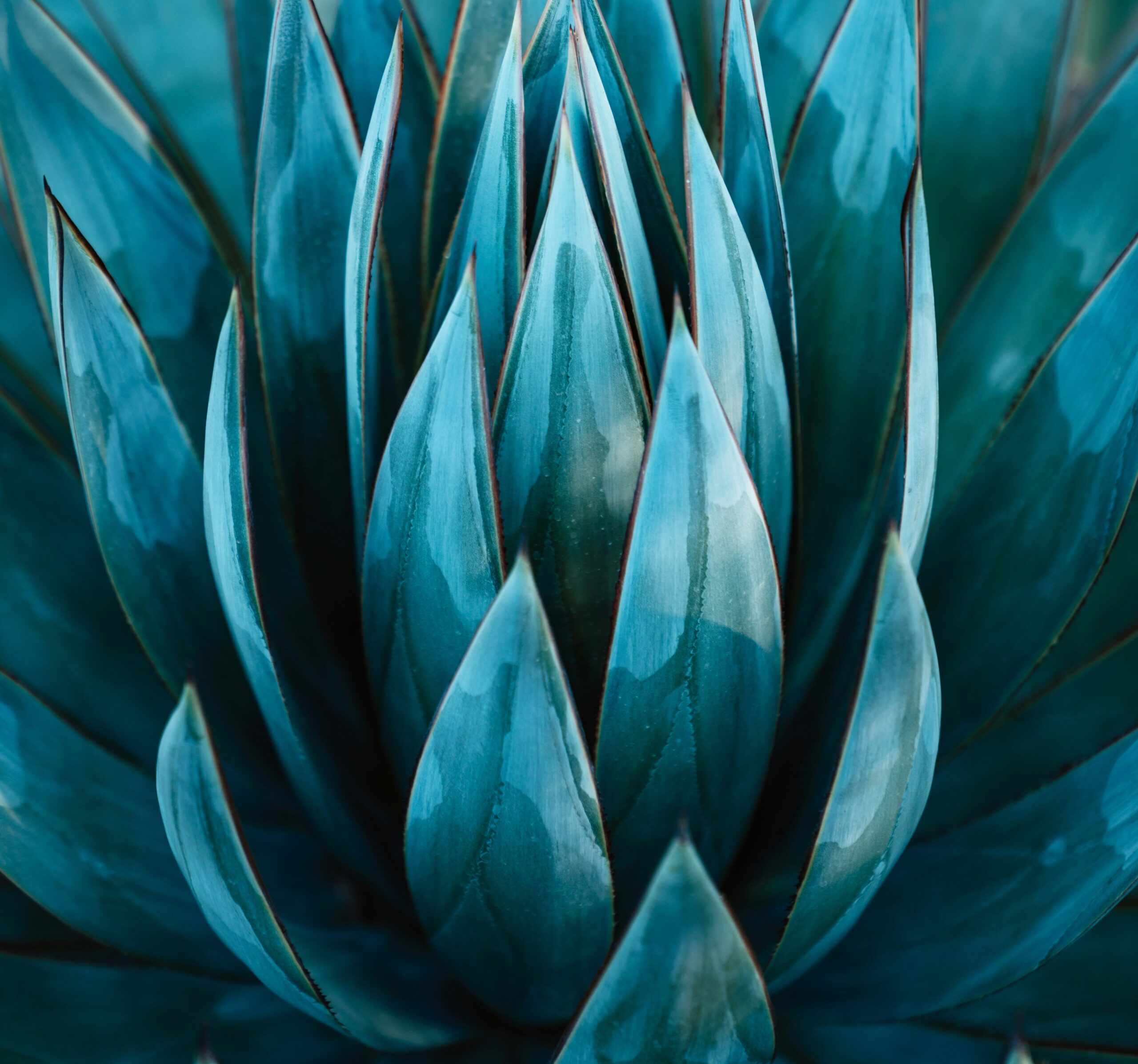 Agave Boom to Bust: The Tequila Market’s Wild Ride